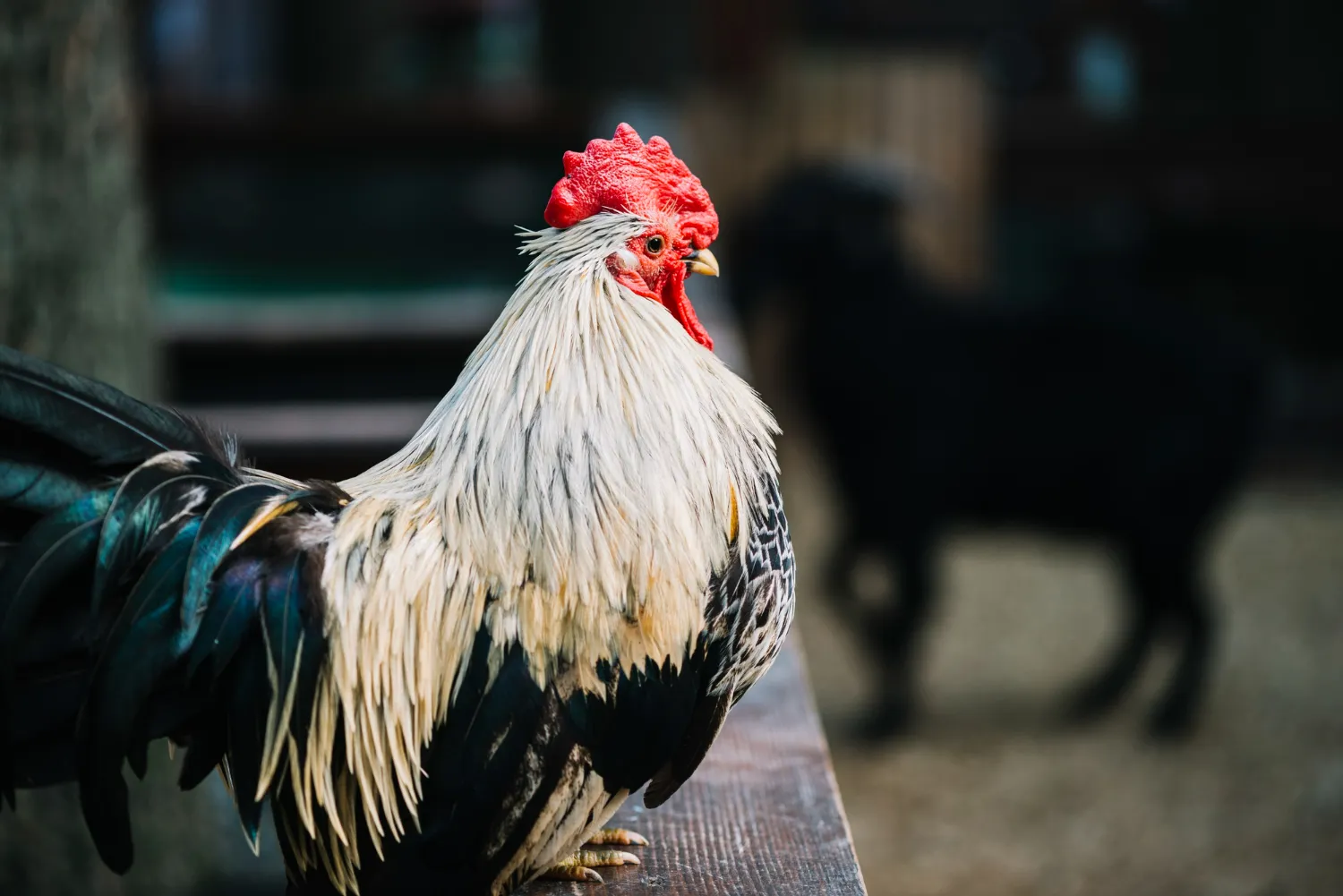 ayam laga sebelum bertanding