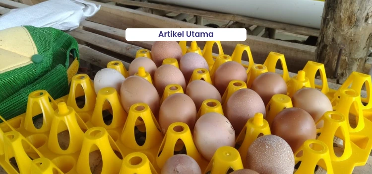 sigap-memerangi-featured-image