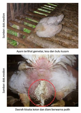 Tetap Waspada Virus Gumboro 4 04 1
