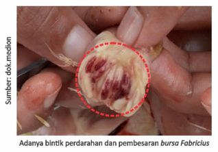 Tetap Waspada Virus Gumboro 5 05 1