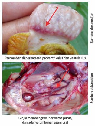 Tetap Waspada Virus Gumboro 7 07 1