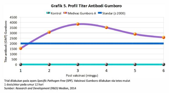 Tetap Waspada Virus Gumboro 8 08 1 1