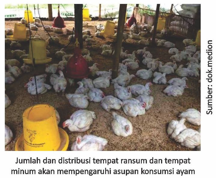 Tingkatkan Konsumsi Ransum, Produksi Optimal 1 1 1 1 1