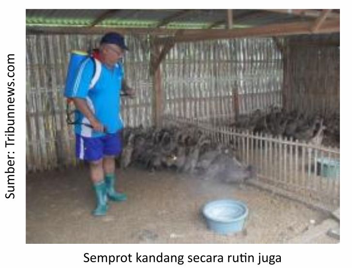 Mengenal Penyakit Kolera pada Itik 2 2 2