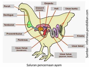 Optimalkan Kesehatan Pencernaan Ayam 1 40AU01 1