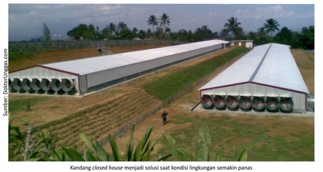 Closed House, Solusi Peningkatan Performa Ayam 1 40AU01 1