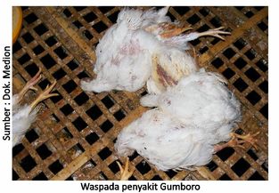 Strategi Efektif Cegah Gumboro Sejak Dini 2 40AU02 2
