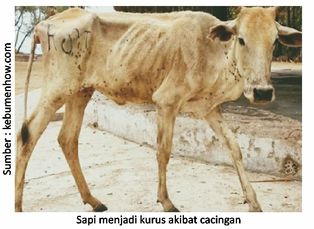 Pengendalian Cacingan pada Ternak Sapi 7 40AU02sapi 1 1