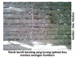 Strategi Efektif Cegah Gumboro Sejak Dini 3 40AU03 2