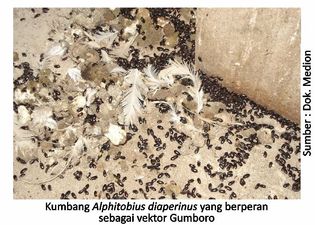 Strategi Efektif Cegah Gumboro Sejak Dini 4 40AU04 2