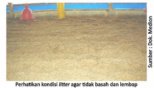 Titik Lemah Manajemen Penyebab CRD dan Korisa 7 40AU07 1
