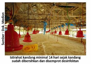Strategi Efektif Cegah Gumboro Sejak Dini 7 40AU07 2