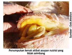 Penyebab Fatty Liver Hemorrhagic Syndrome (FLHS) 1 40KT01 1 1 2
