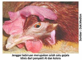 Info Medion 23 Gejala Penyakit Kolera & Avian Influenza