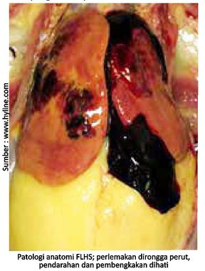 Penyebab Fatty Liver Hemorrhagic Syndrome (FLHS) 2 40KT02 1 1 1