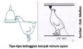 Manajemen Pemberian Air Minum untuk Broiler Modern 1 40KT02 4