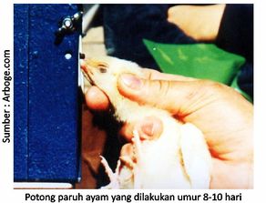 Mengatasi Perilaku Kanibalisme Pada Ayam Joper 1 40KT02
