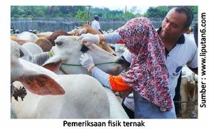 Pentingnya Penanganan Ternak Selama Transportasi 1 40RK01 1