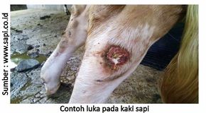 Tangani Luka Ternak Sejak Awal 2 40RK01 3 1 1