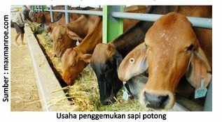 Sapi Gemuk dan Sehat 1 40RK01 4