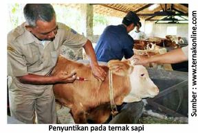 Pentingnya Penanganan Ternak Selama Transportasi 2 40RK02 2
