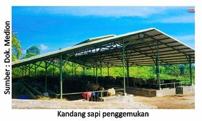 Sapi Gemuk dan Sehat 2 40RK02 4