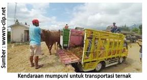 Pentingnya Penanganan Ternak Selama Transportasi 3 40RK03 1