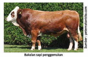 Sapi Gemuk dan Sehat 3 40RK03 3 1