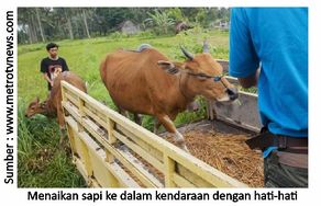 Pentingnya Penanganan Ternak Selama Transportasi 4 40RK04 1