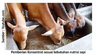 Optimalkan Penggemukan Ternak 8 40RK04sapi 1 1