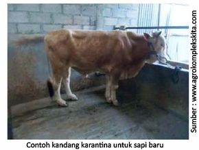 Pentingnya Penanganan Ternak Selama Transportasi 5 40RK05 1
