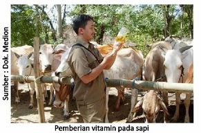 Sapi Gemuk dan Sehat 5 40RK05 3