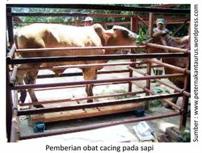 Perhatian Pada Sapi yang Baru Tiba di Peternakan 8 40RK08 1