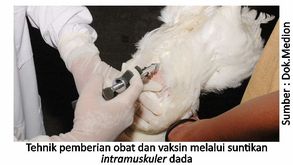 Penggunaan Obat Tepat, Ayam Sehat 3 40SUP03 1