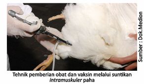 Penggunaan Obat Tepat, Ayam Sehat 4 40SUP04 1