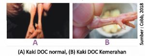 Optimalisasi Manajemen Pemeliharaan di Era Non AGP 5 A Kaki DOC normal B Kaki DOC Kemerahan 300x116 1