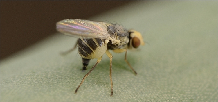 Porno: Chiroyli xola hammomda jiyanini sikadi külot holda porno sahnalar