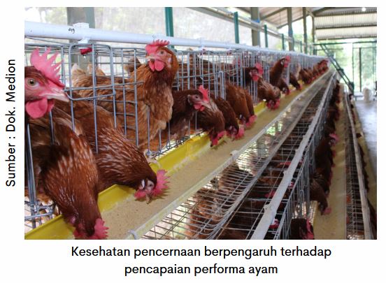 Kesehatan Pencernaan Optimal, Produksi Telur Maksimal 1 AU 01 3