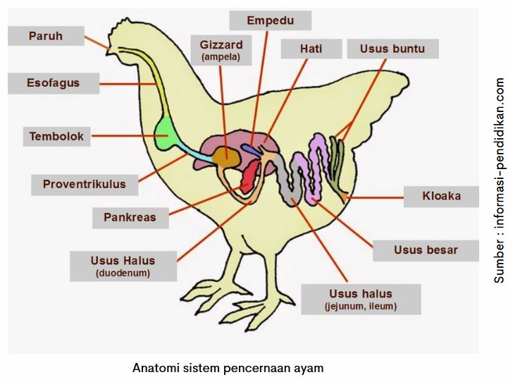 Kesehatan Pencernaan Optimal, Produksi Telur Maksimal 2 AU 02 5
