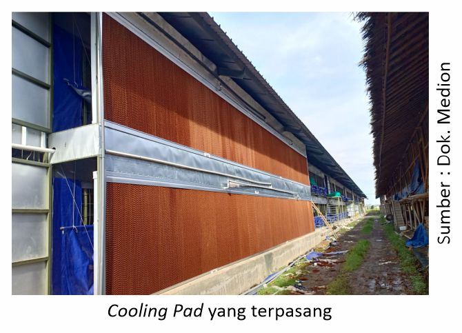 Mengenal Kandang Closed House untuk Layer Modern 3 cooling pad yang terpasang