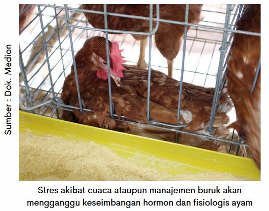 Kesehatan Pencernaan Optimal, Produksi Telur Maksimal 3 AU 03 6