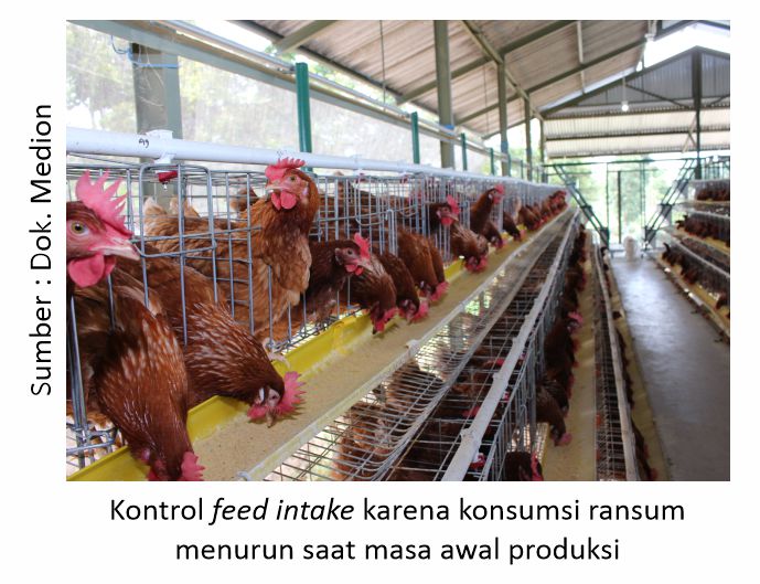 Produksi Telur dan Problematikanya 3 Kontrol feed intake