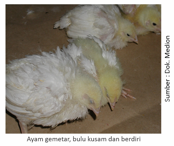 Waspada Hadapi Gumboro di Kandang 4 Ayam gemetar