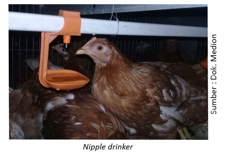 Mengenal Kandang Closed House untuk Layer Modern 4 nipple drinker