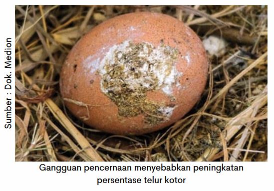 Kesehatan Pencernaan Optimal, Produksi Telur Maksimal 5 AU 05 8