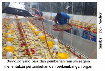 Kesehatan Pencernaan Optimal, Produksi Telur Maksimal 6 AU 06 5
