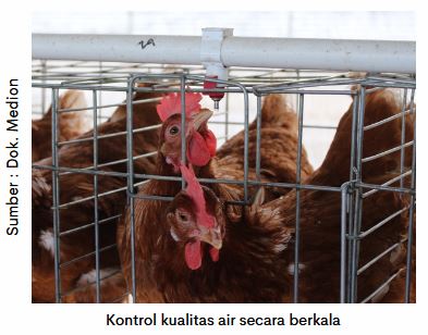 Kesehatan Pencernaan Optimal, Produksi Telur Maksimal 8 AU 08 4