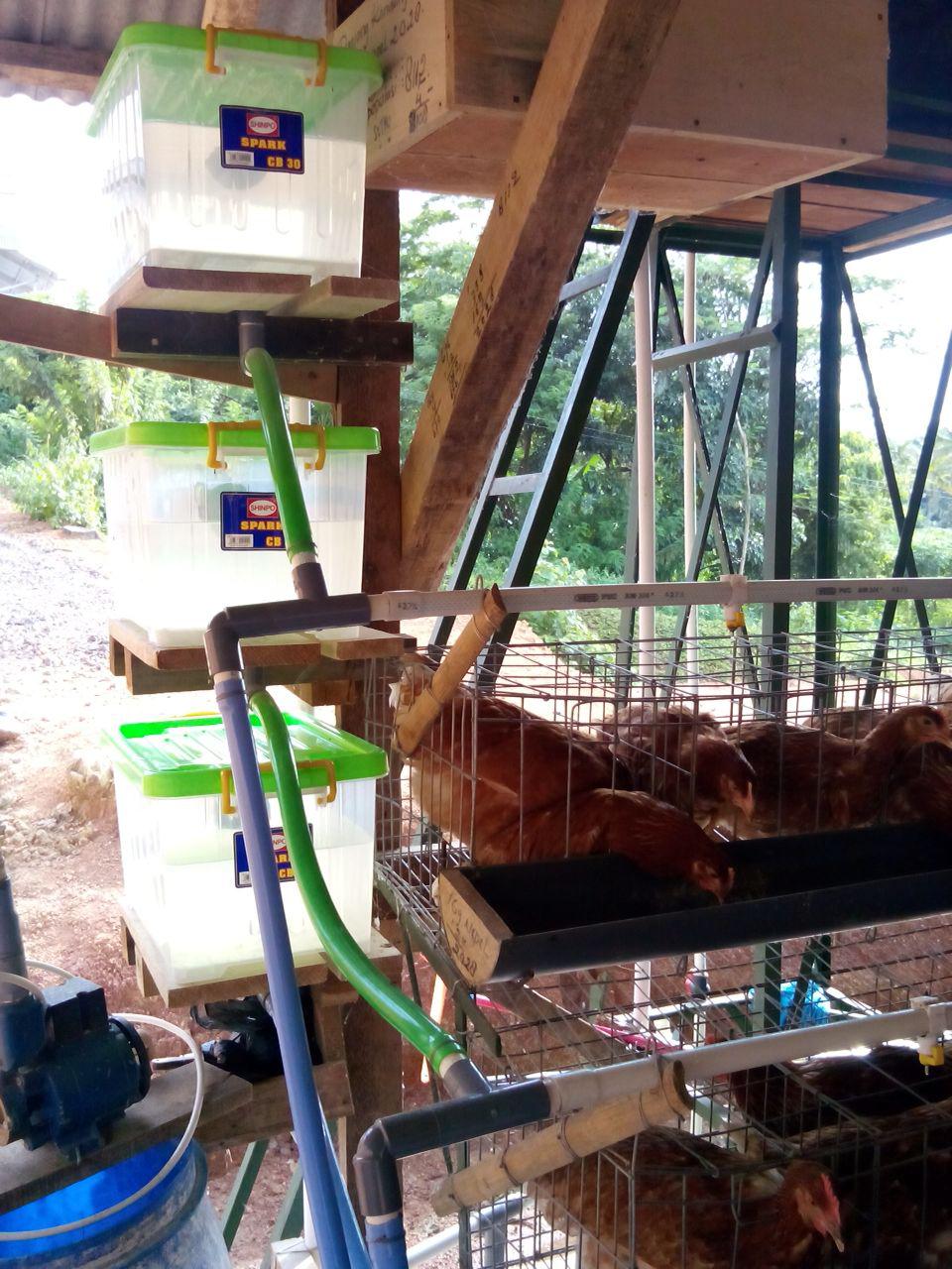 Menjaga Kualitas Air di Peternakan