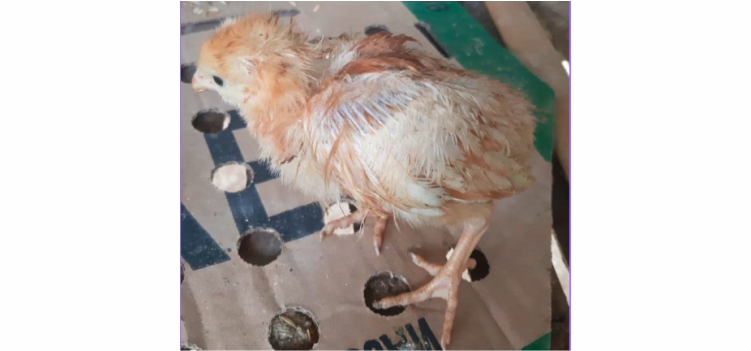 Info Medion 26 lawan penyakit parasit yang menyerang ayam