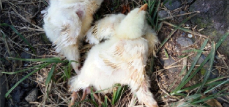 Info Medion 23 Kelumpuhan pada Ayam